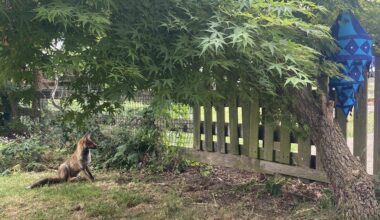slow mornings in the garden before it’s too hot