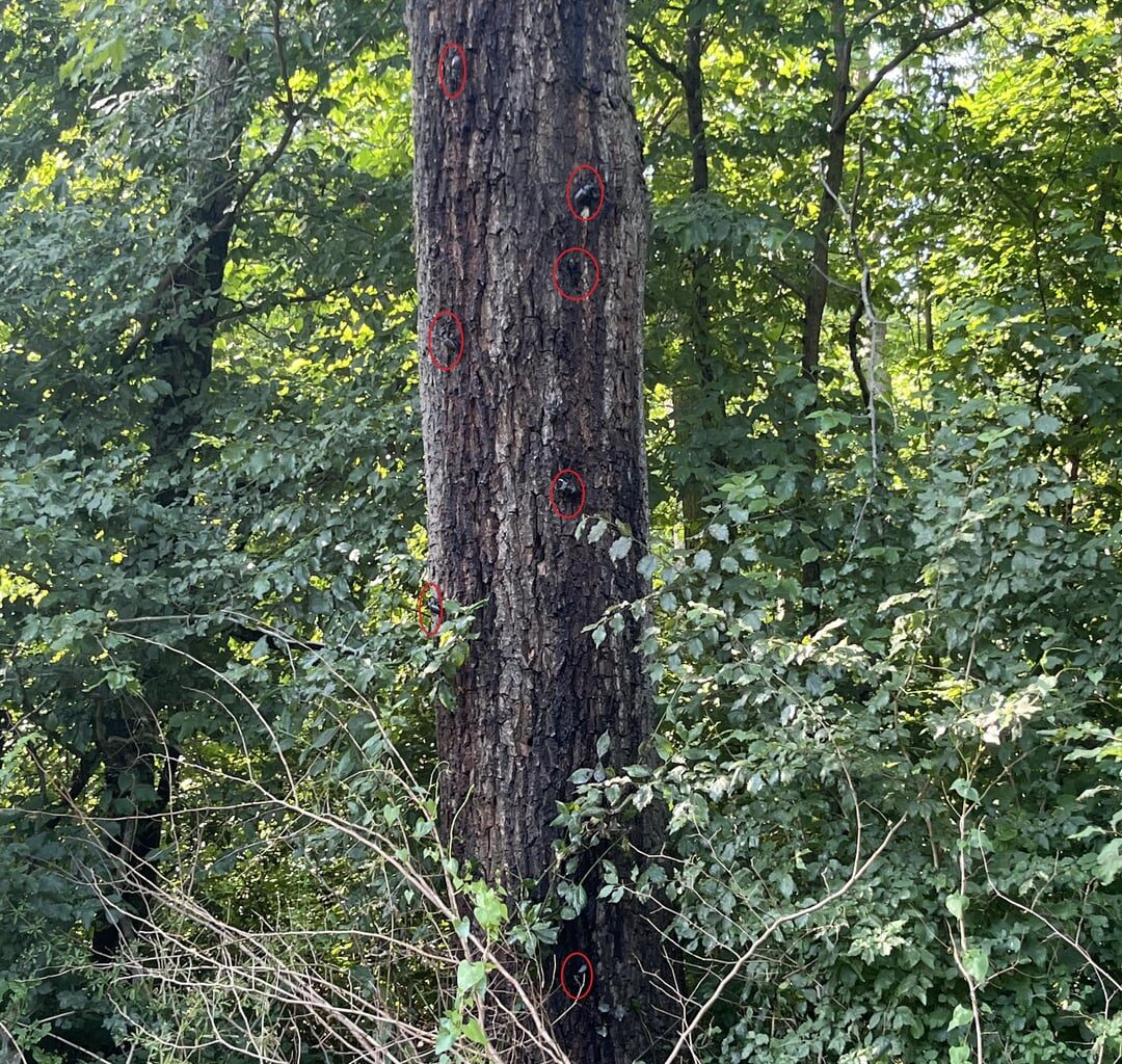 Hirschkäferinvasion
