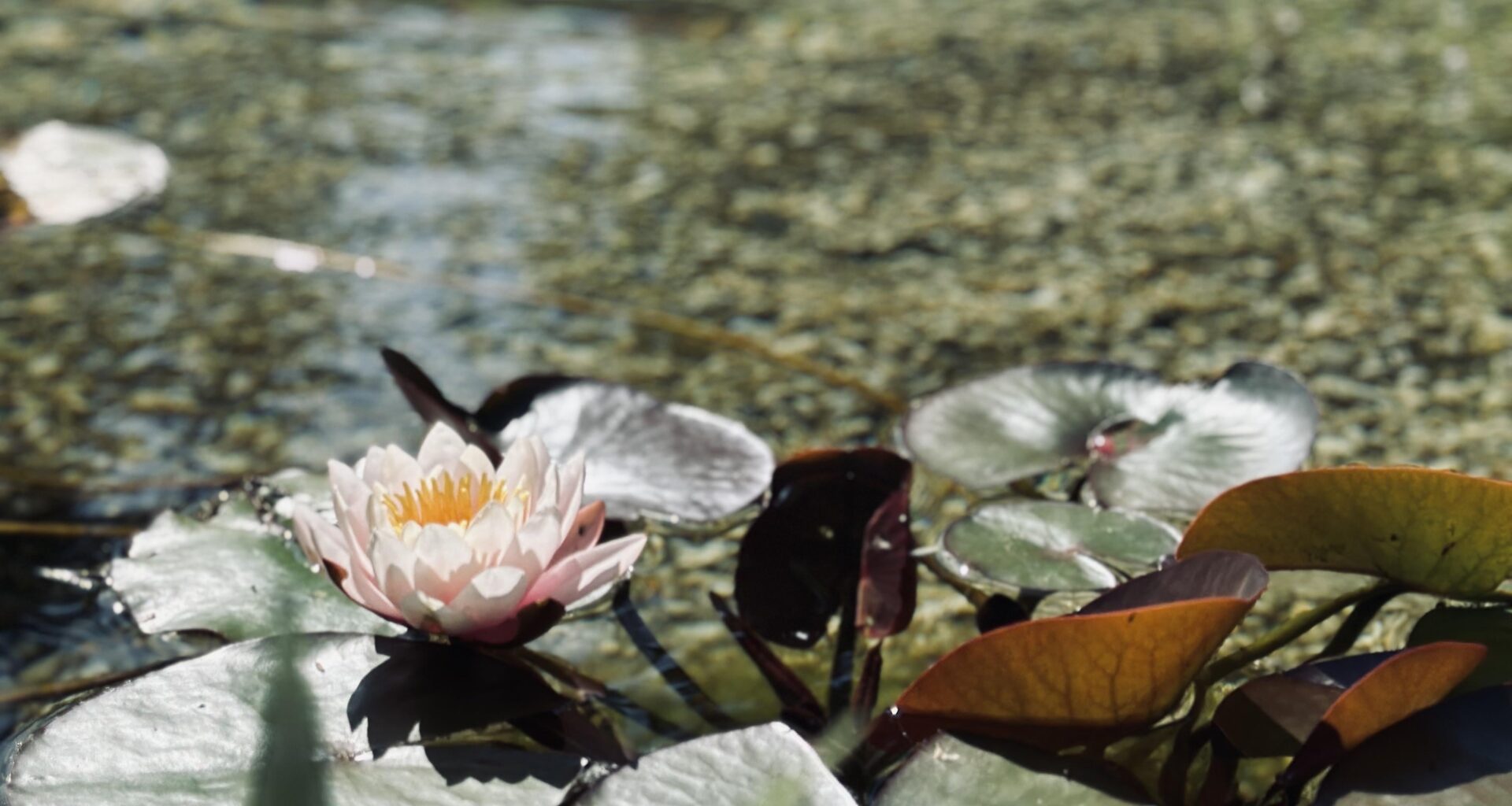 Meine erste Seerose