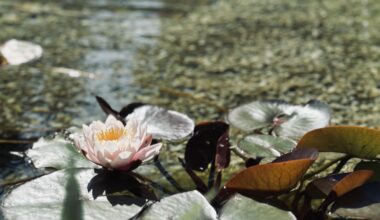 Meine erste Seerose
