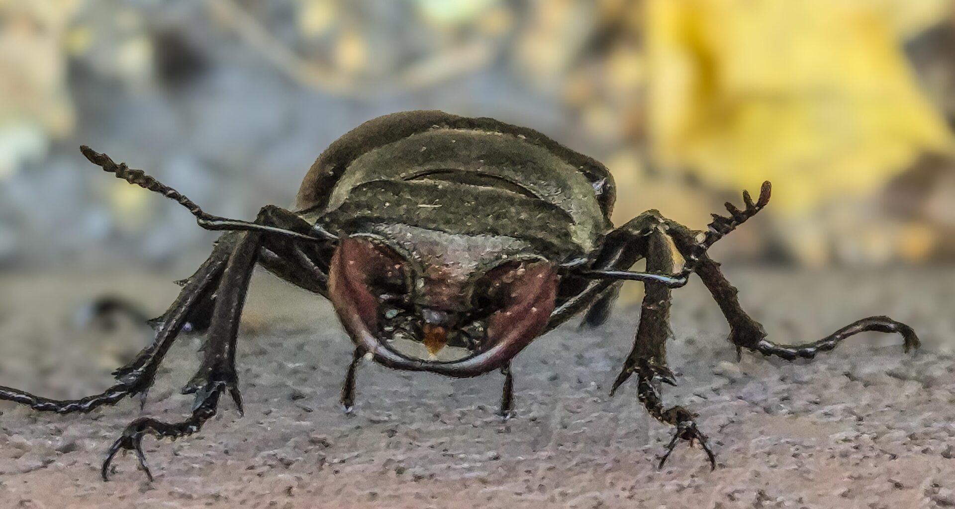 got lucky to see European stag beetle (mixed info from least concern to endangered)