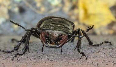 got lucky to see European stag beetle (mixed info from least concern to endangered)