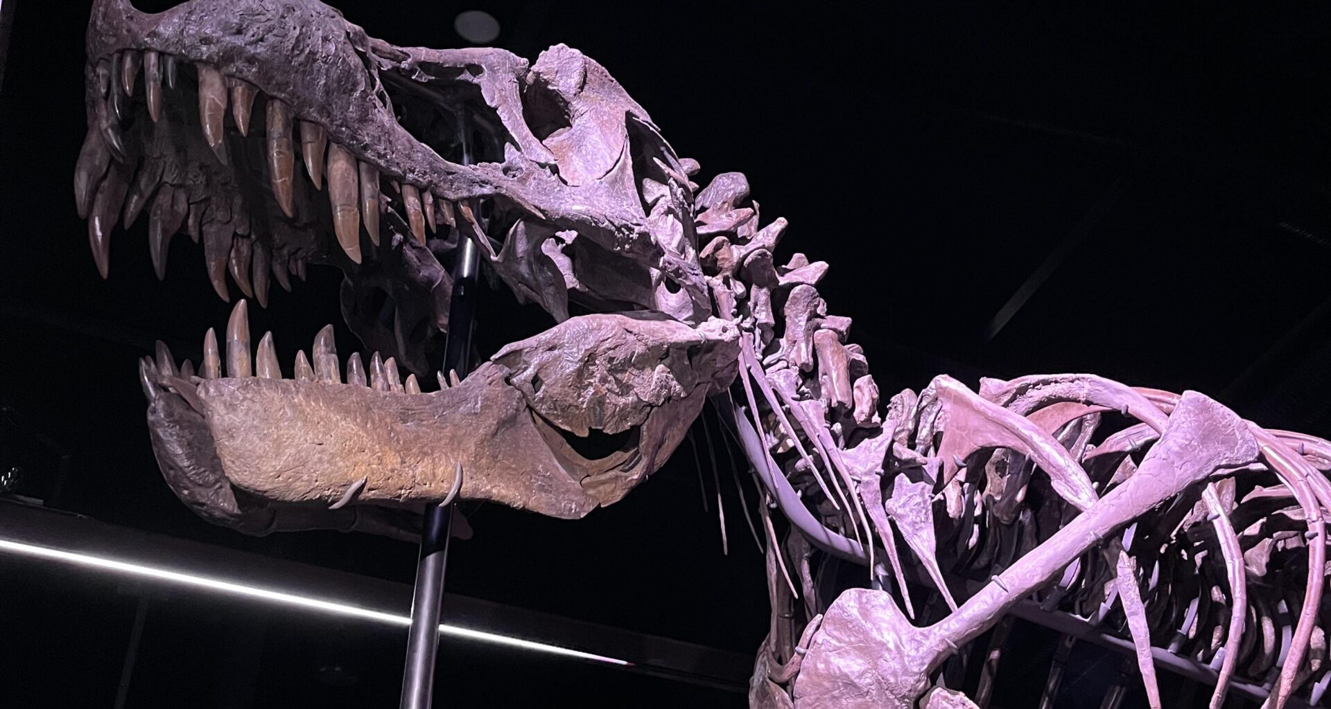 Man kan se et T-Rex skelet i Danmark pt. i Knuthenborg Safaripark