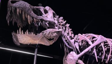 Man kan se et T-Rex skelet i Danmark pt. i Knuthenborg Safaripark