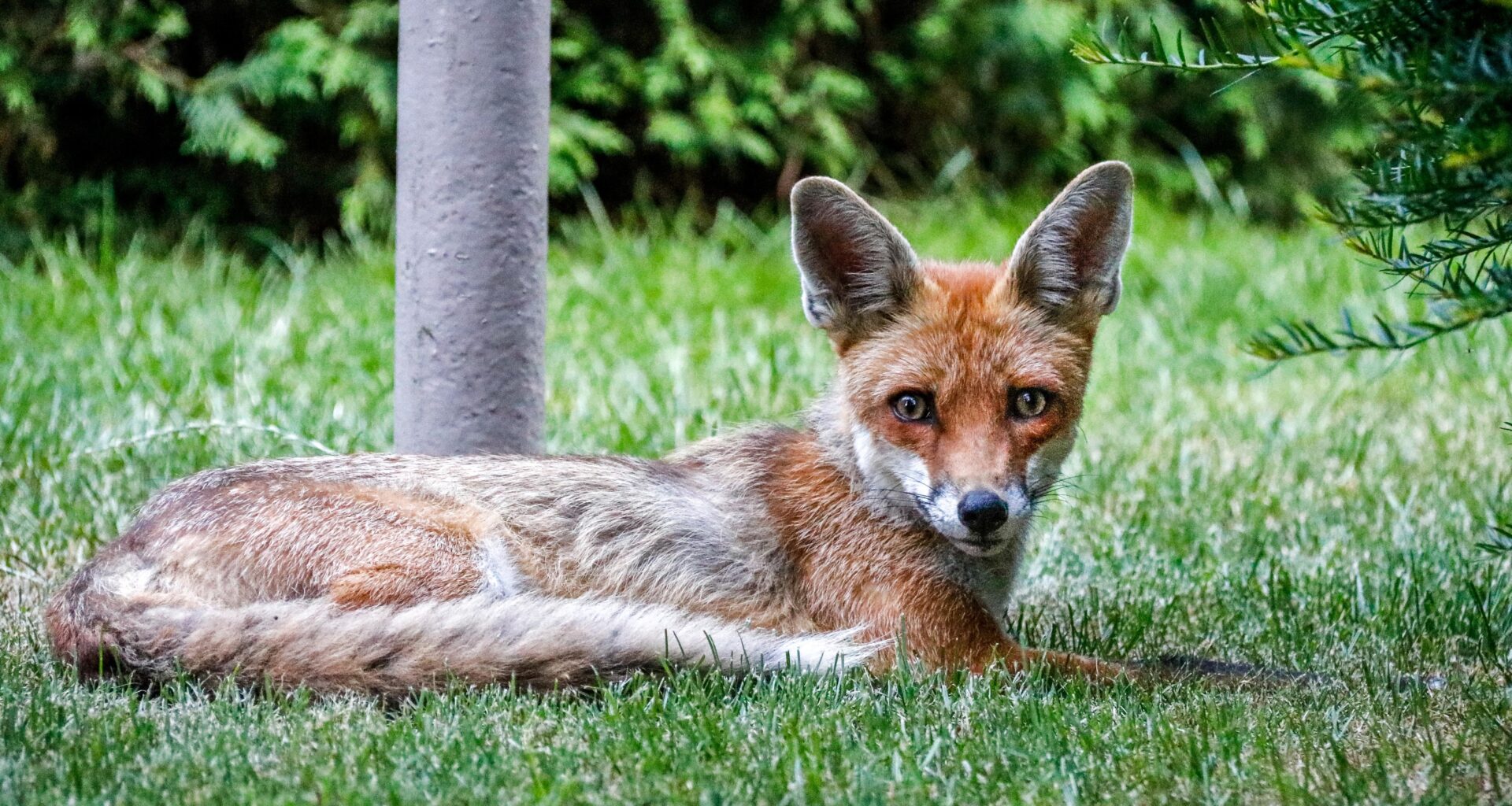 Unser täglicher Besucher