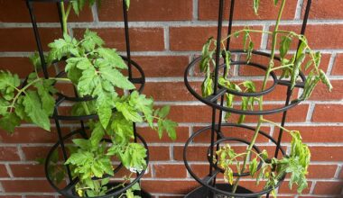 Was fehlt meiner Tomate?