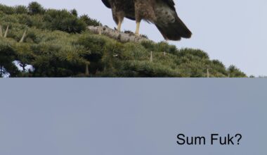 Repost aus dem April, ich konnt nicht widerstehen.