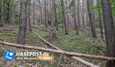 Feuerwehr warnt vor steigender Waldbrandgefahr in Deutschland