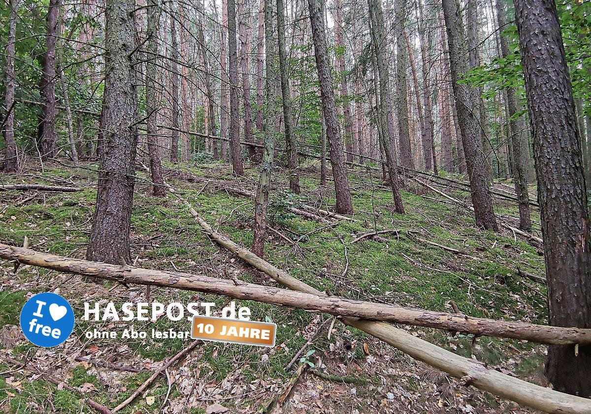Feuerwehr warnt vor steigender Waldbrandgefahr in Deutschland
