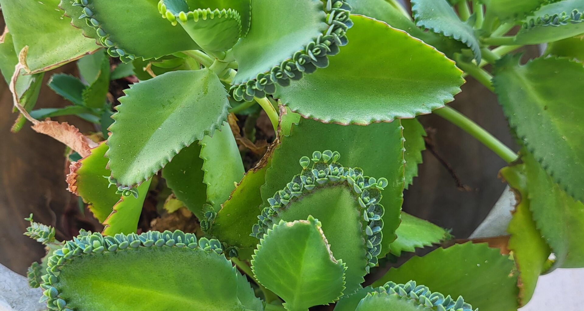 Eine schöne große Kalanchoe daigremontiana!