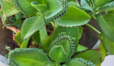 Eine schöne große Kalanchoe daigremontiana!