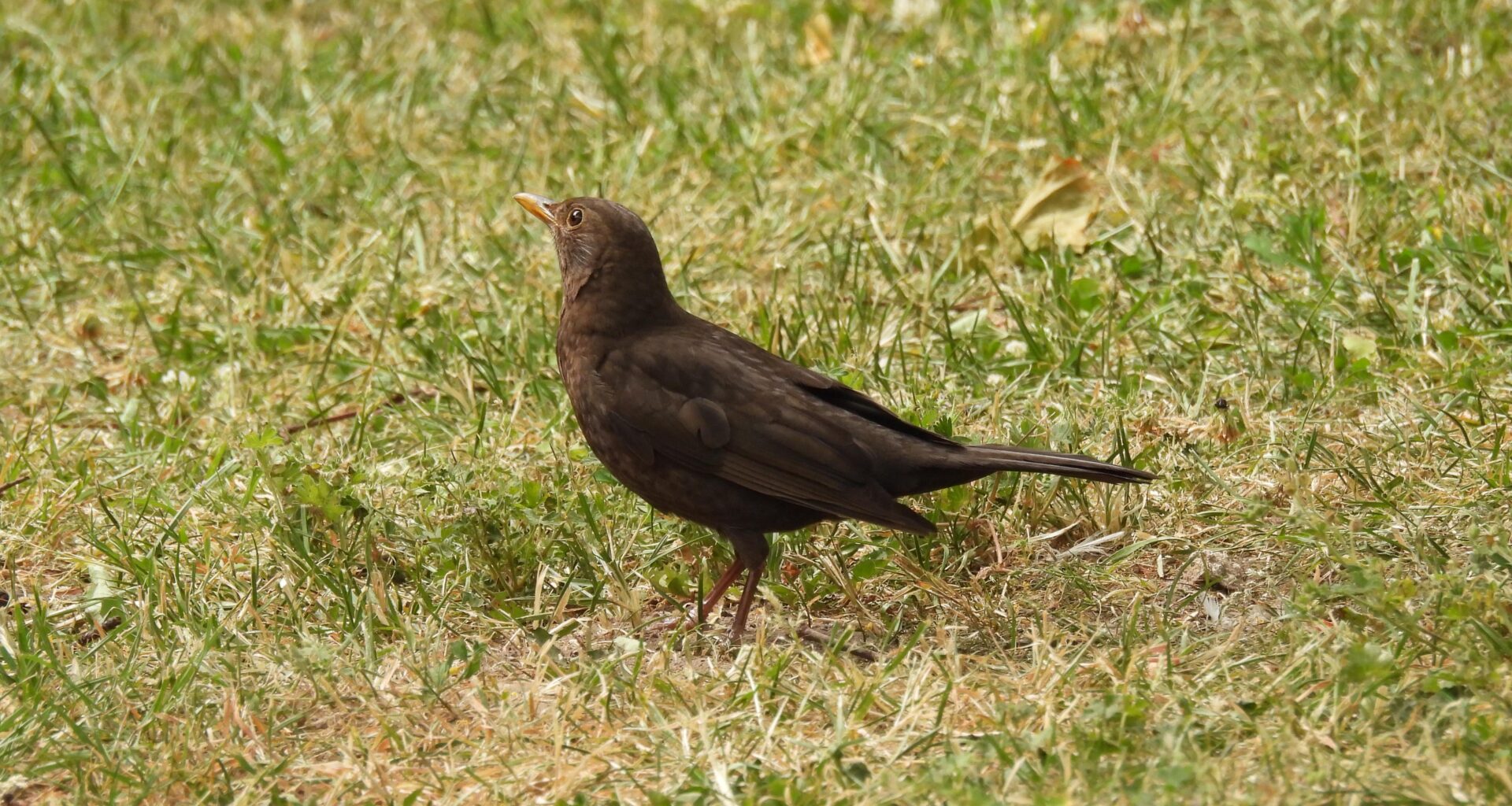 Ein Amselweibchen auf der Wiese