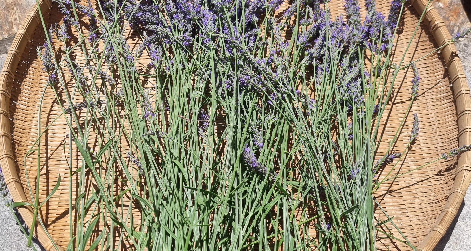 Eure Lieblingspflanze im Garten!