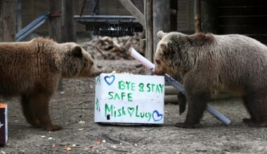 Bears escape wildlife park enclosure, devour a 7-day supply of honey, then fall asleep