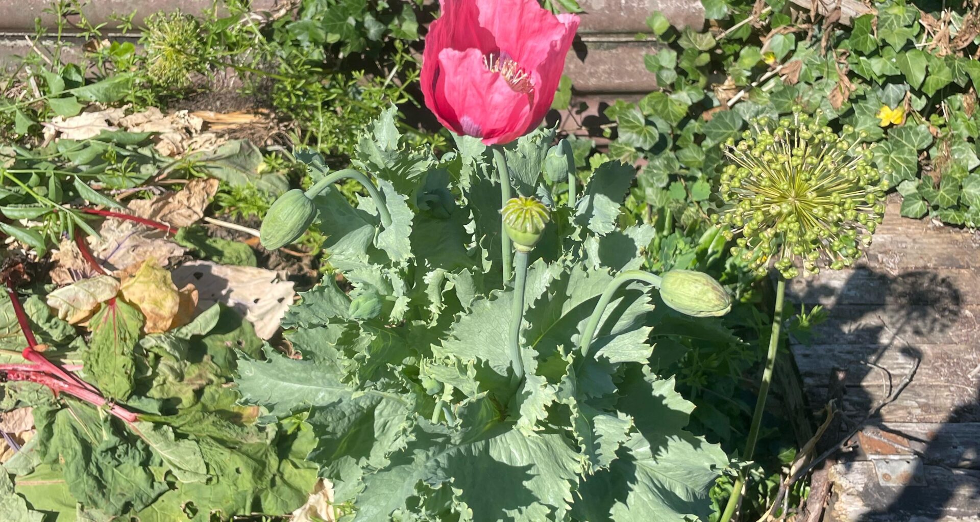 Was für Mohn ist das?