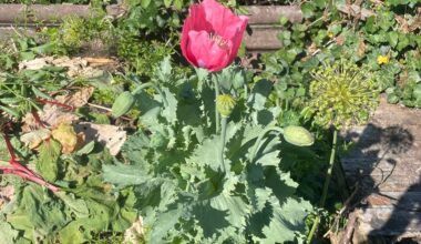 Was für Mohn ist das?