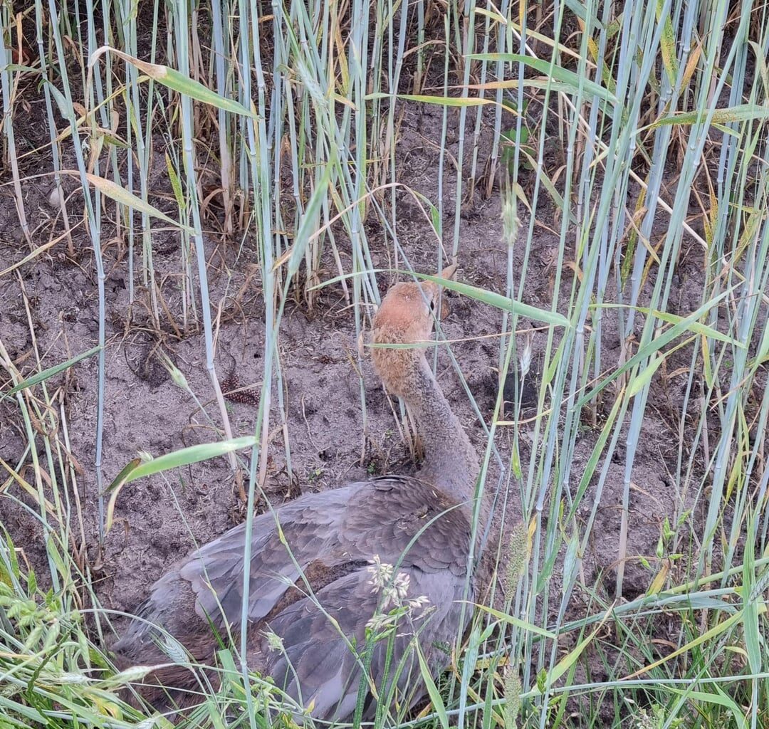 Habe letztens auf meinem Abendspaziergang einen kleinen Kranich gesehen