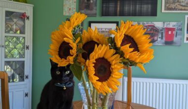 I bought myself sunflowers today. What did you do that made you smile?