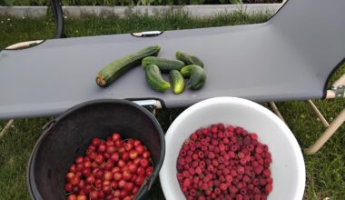 Die Erdbeeren sind leider fast alle abgeerntet, dafür stehen jetzt Glaskirschen, Himbeeren, Gartengurken und Zucchini parat.