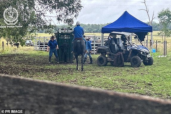 In a supplied undated image obtained Friday, June 27, 2025, police muster and check cattle in Grafton, NSW. A former cattleman is facing charges of stealing over 100 cattle from his boss along with semen and embryos to gain financial return of about $200,000. (AAP Image/Supplied by NSW Police) NO ARCHIVING, EDITORIAL USE ONLY