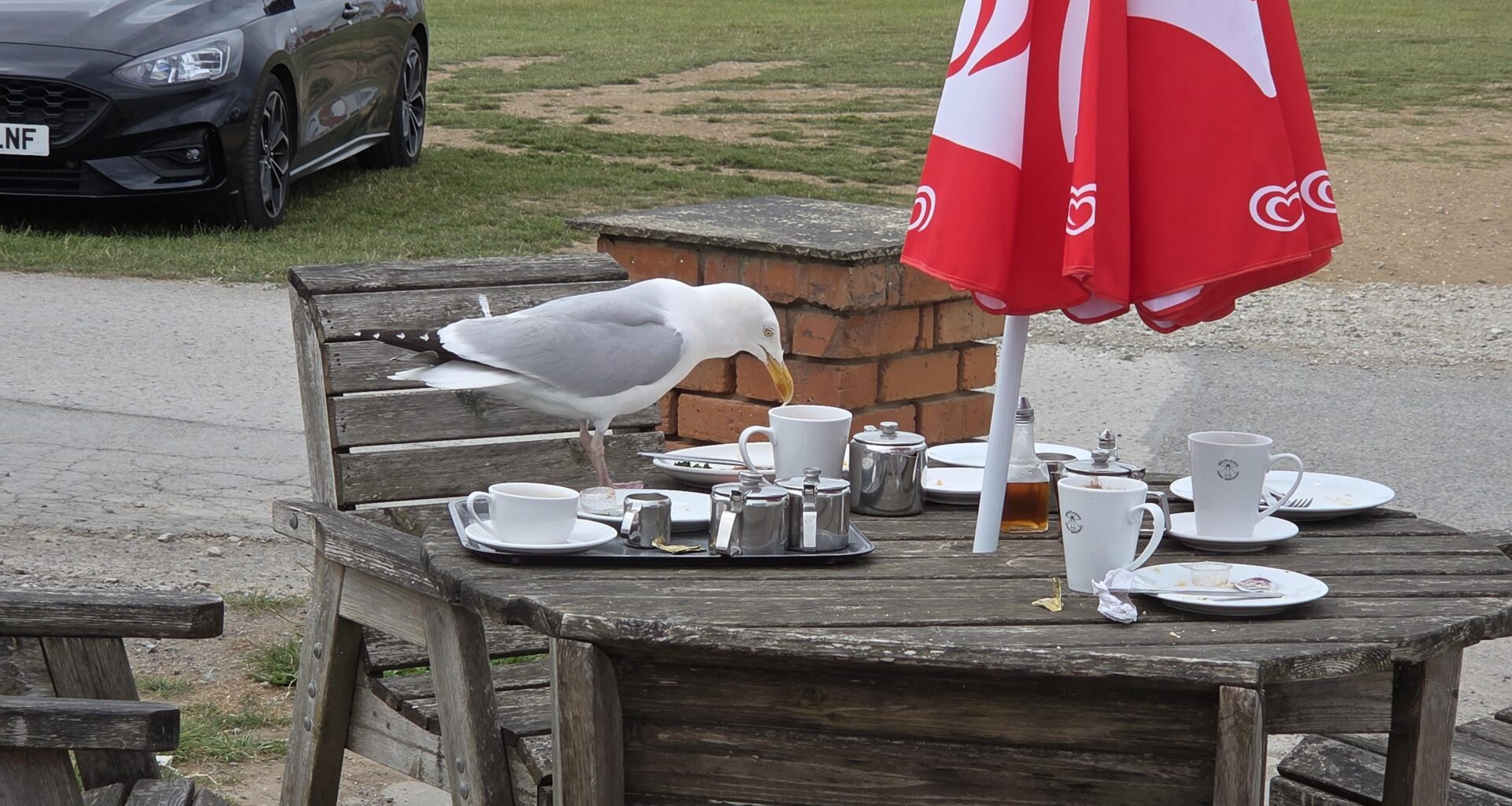 Took this just before the seagull ate a full teabag