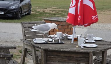 Took this just before the seagull ate a full teabag