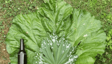 Schöne große Blätter aus eigenem Garten.