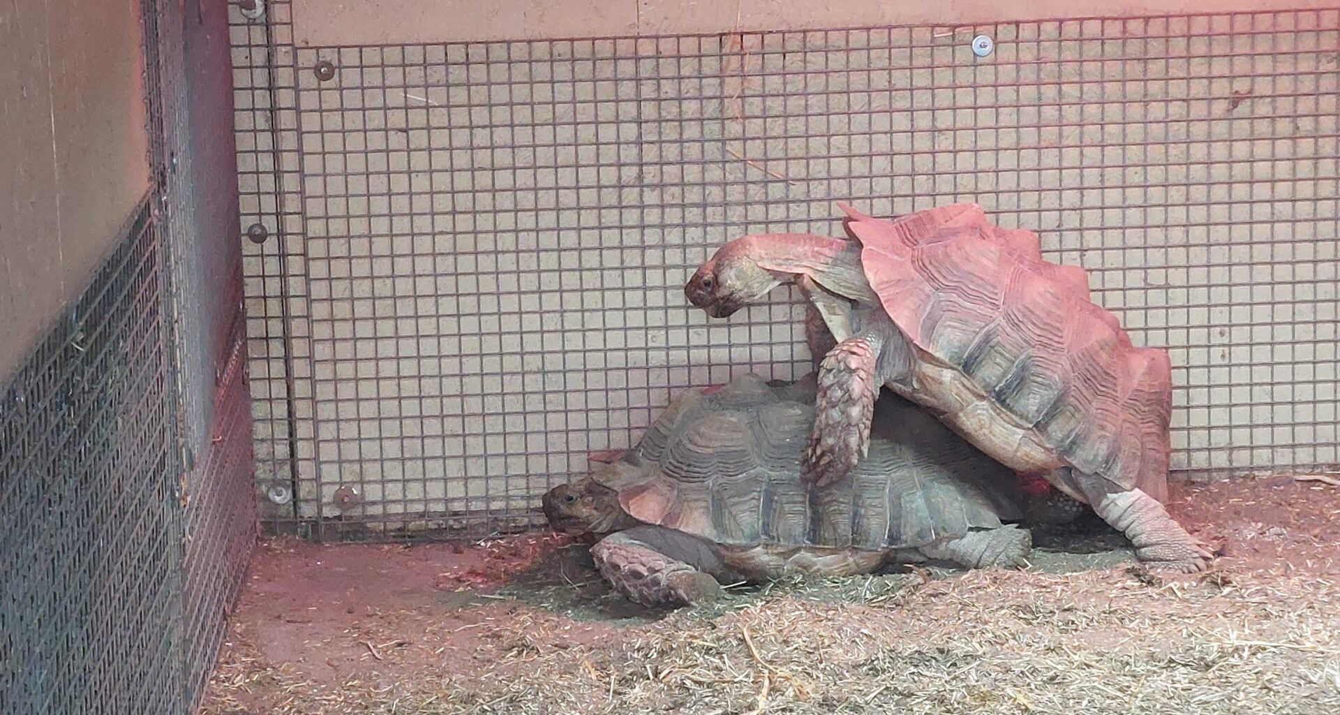 Happy Pride Month from the 2 male tortoises at Fife Zoo!