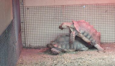 Happy Pride Month from the 2 male tortoises at Fife Zoo!