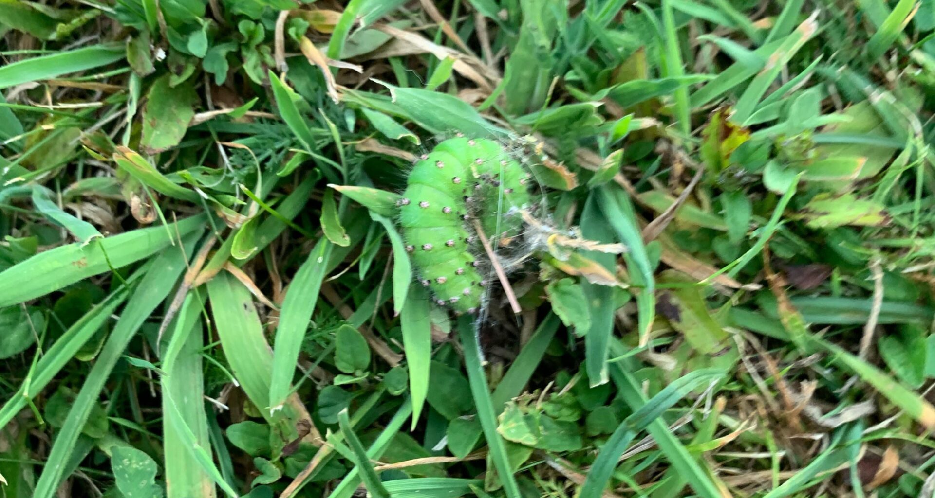 Welche Raupe habe ich in meinem Garten :)?