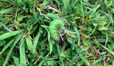 Welche Raupe habe ich in meinem Garten :)?