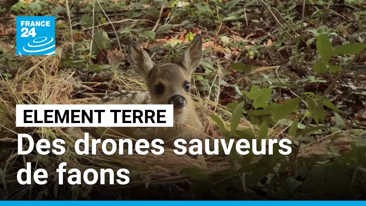 Dea agriculteurs sauvent des faons grâce à des drones thermiques • FRANCE 24
