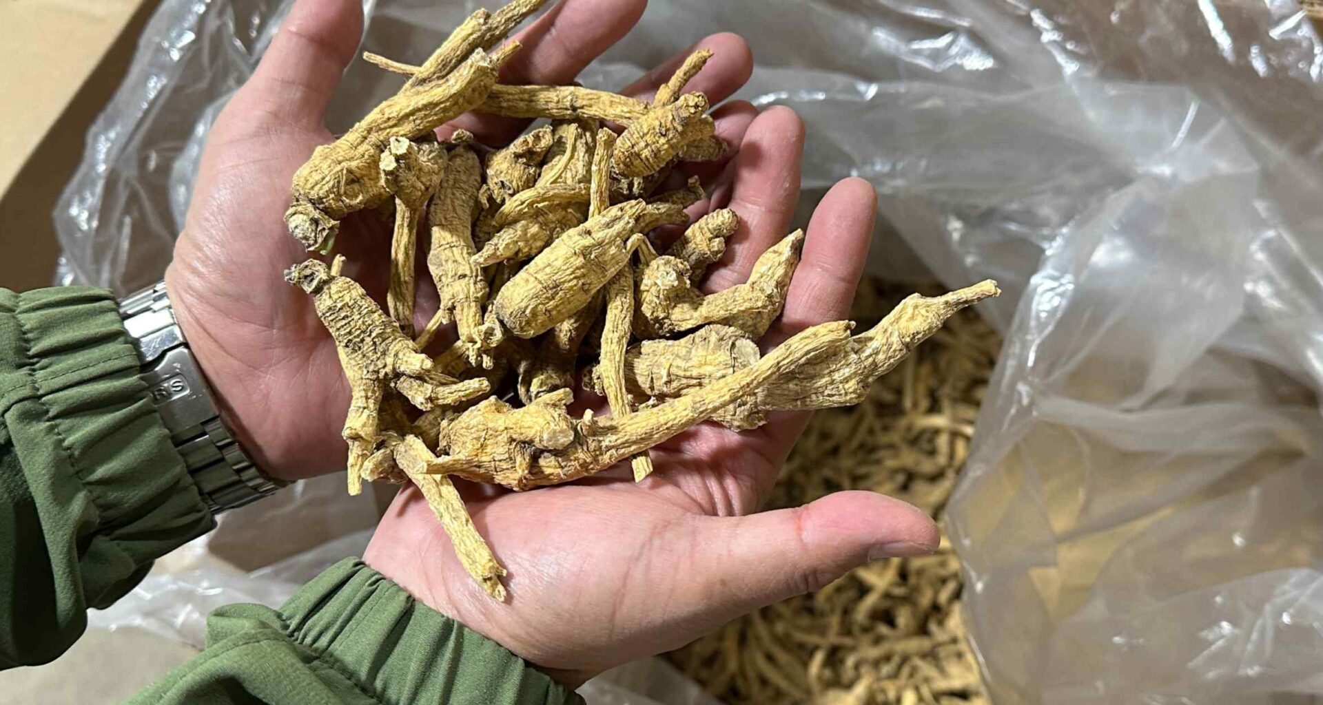 American ginseng farmers on brink as US-China trade war drags