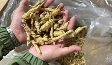 American ginseng farmers on brink as US-China trade war drags