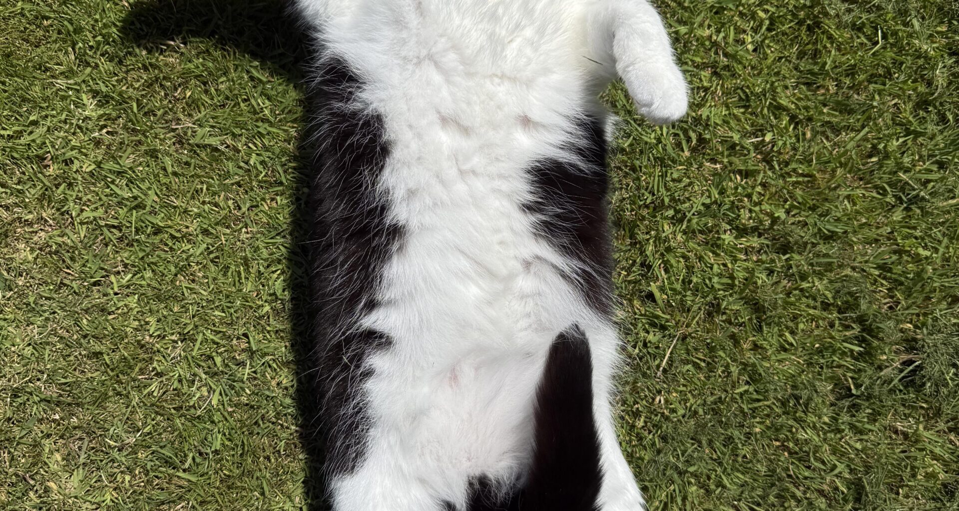 Enjoying that limited UK sun time