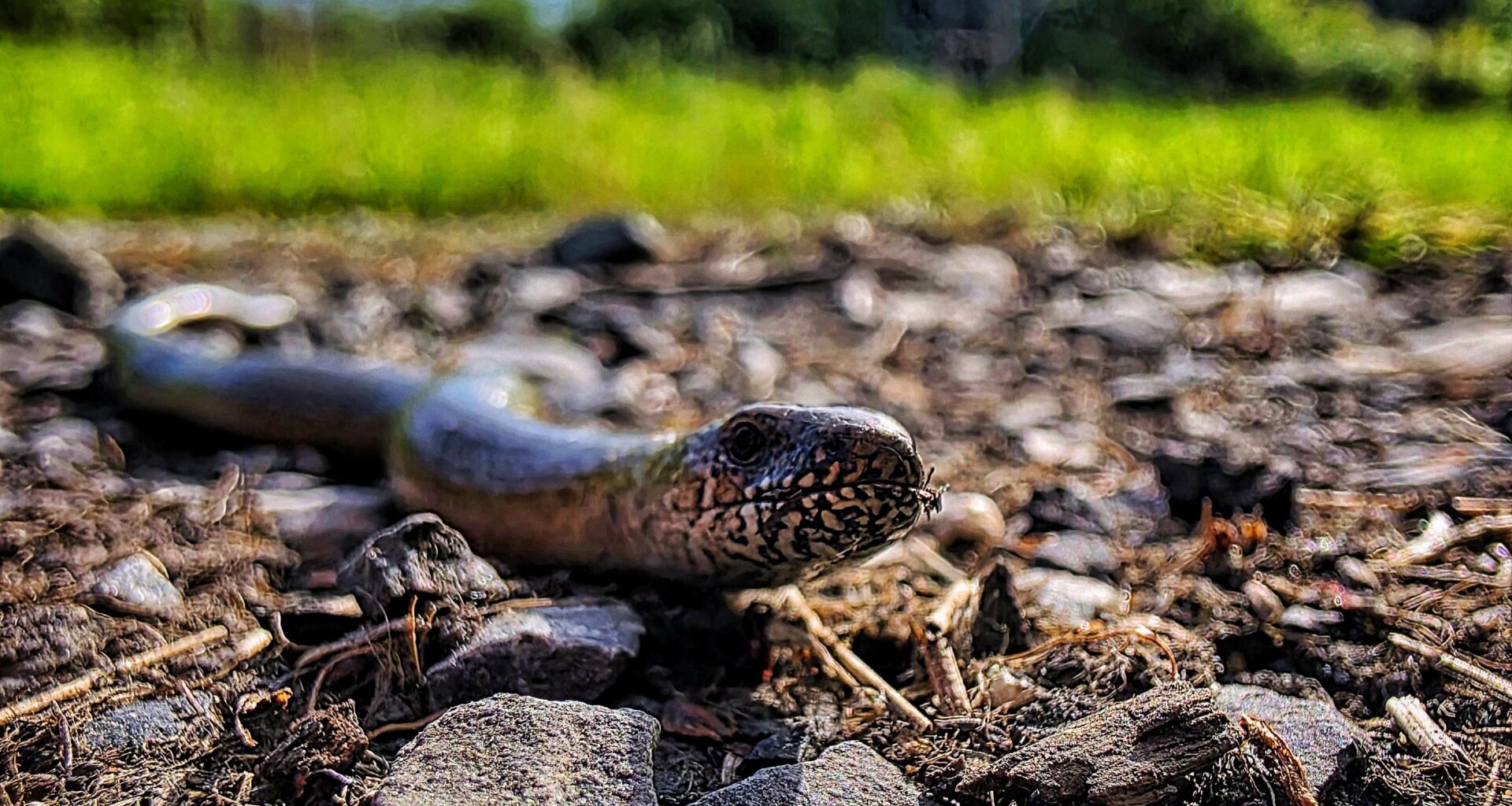Blindschleiche