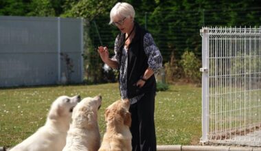 Neue EU-Regel: Chippflicht für Hunde und Katzen