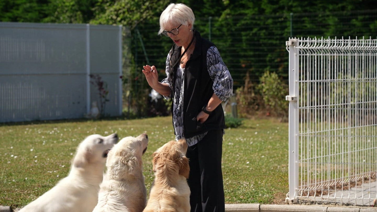 Neue EU-Regel: Chippflicht für Hunde und Katzen