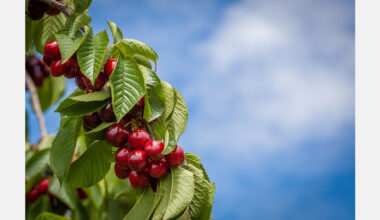 High quality and export demand keep Moldovan sweet cherry prices stable