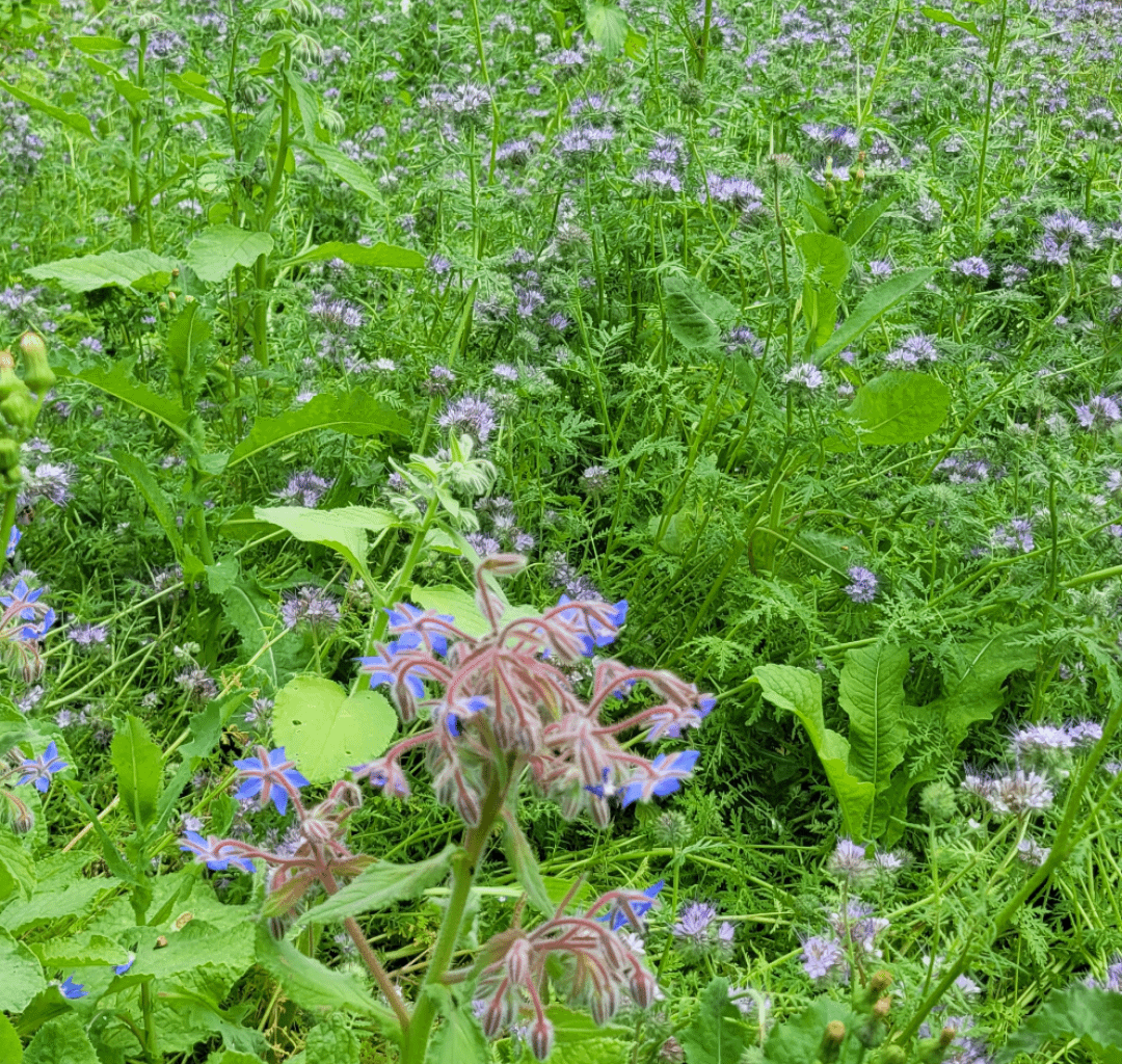 Phacelia ist eine gute bienenfreundliche Gründungung.