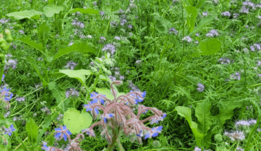 Phacelia ist eine gute bienenfreundliche Gründungung.