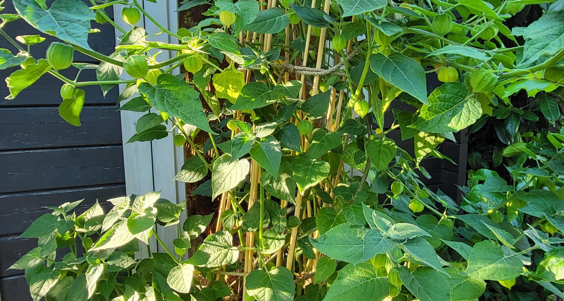 Meine Physalis
