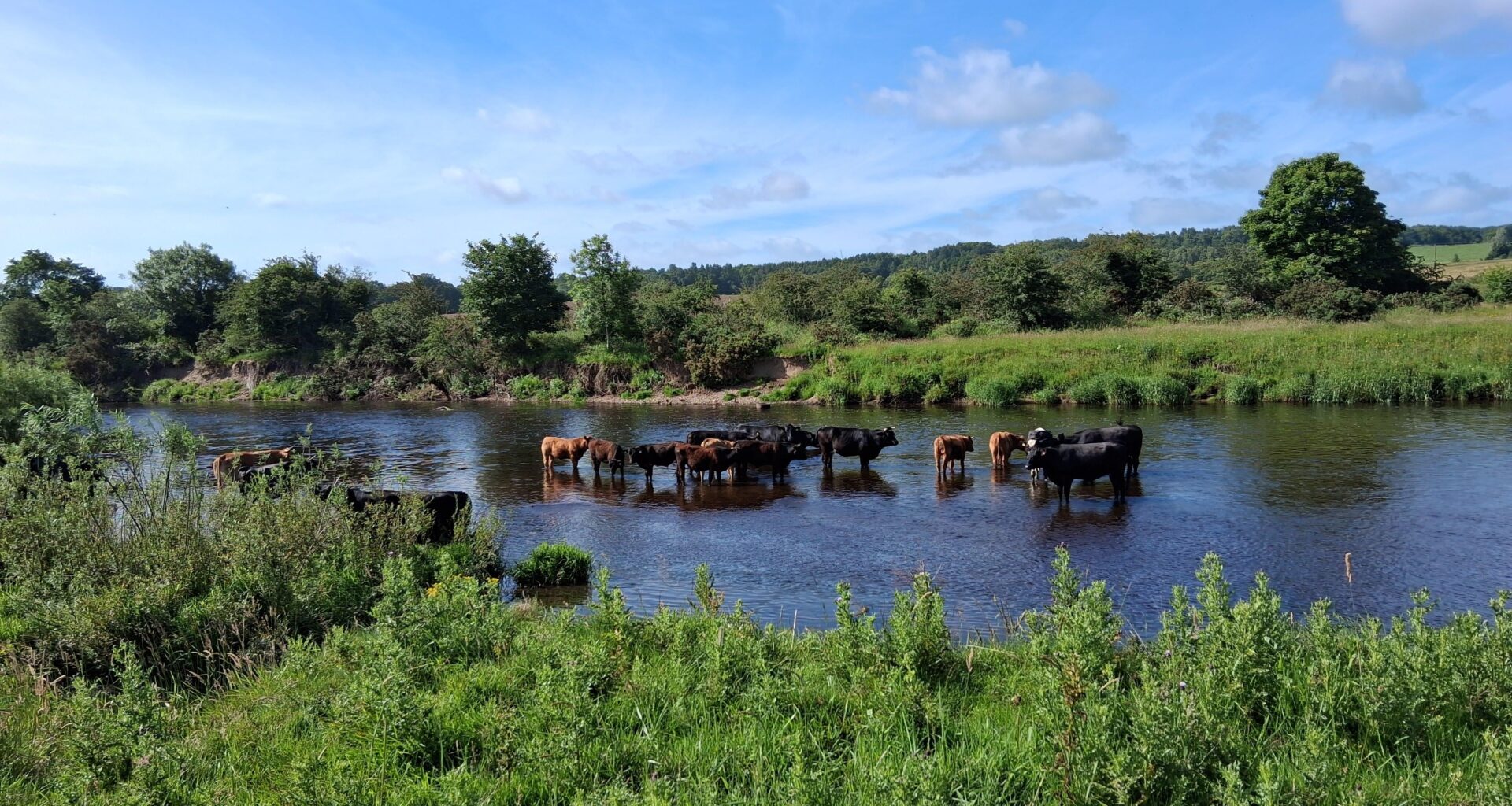 Cow dip in the Clyde today