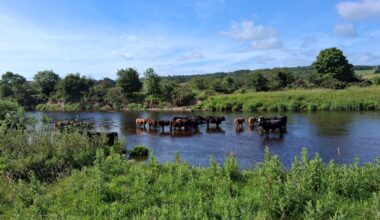 Cow dip in the Clyde today