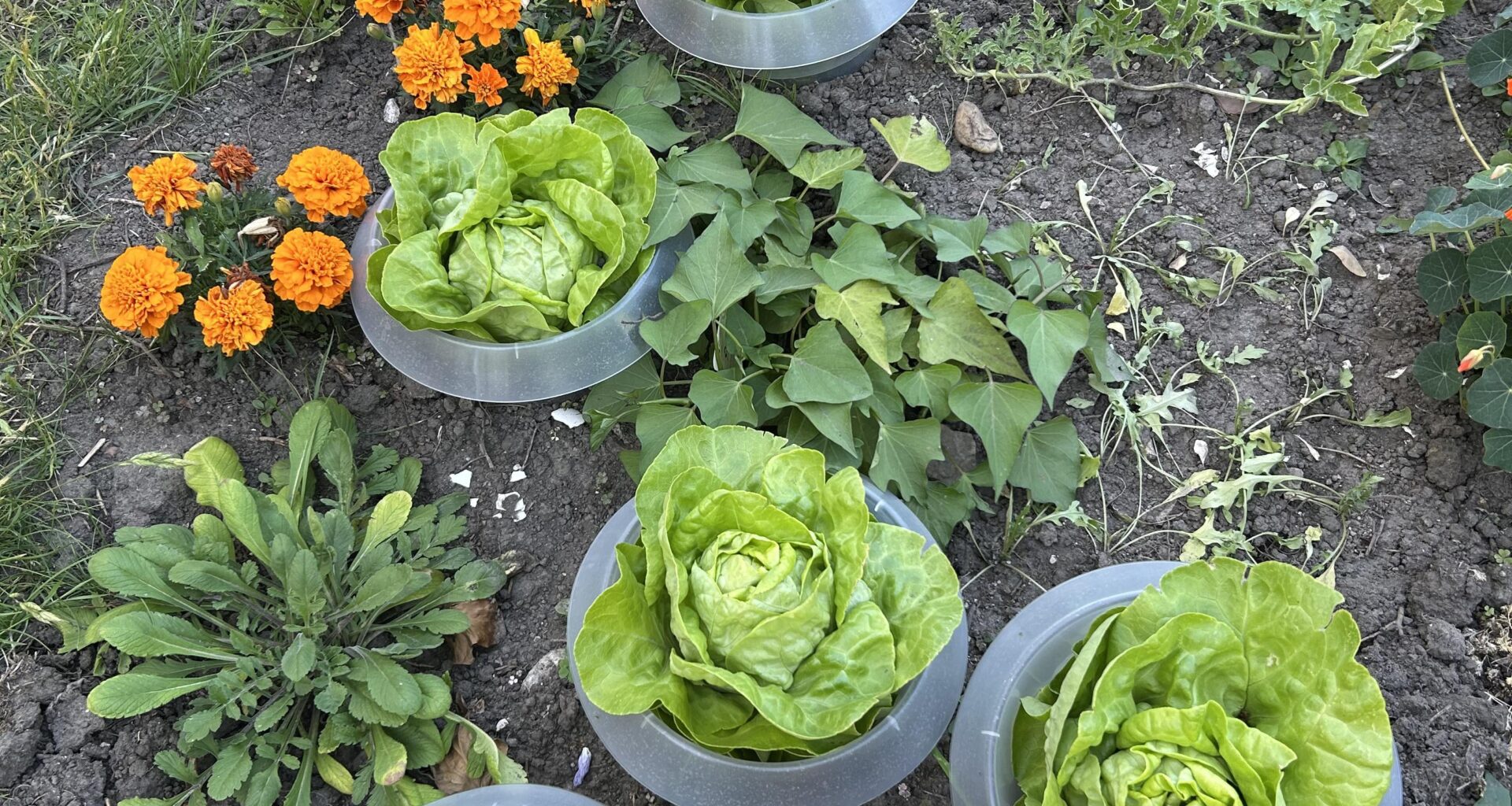 Wann Salatköpfe ernten?