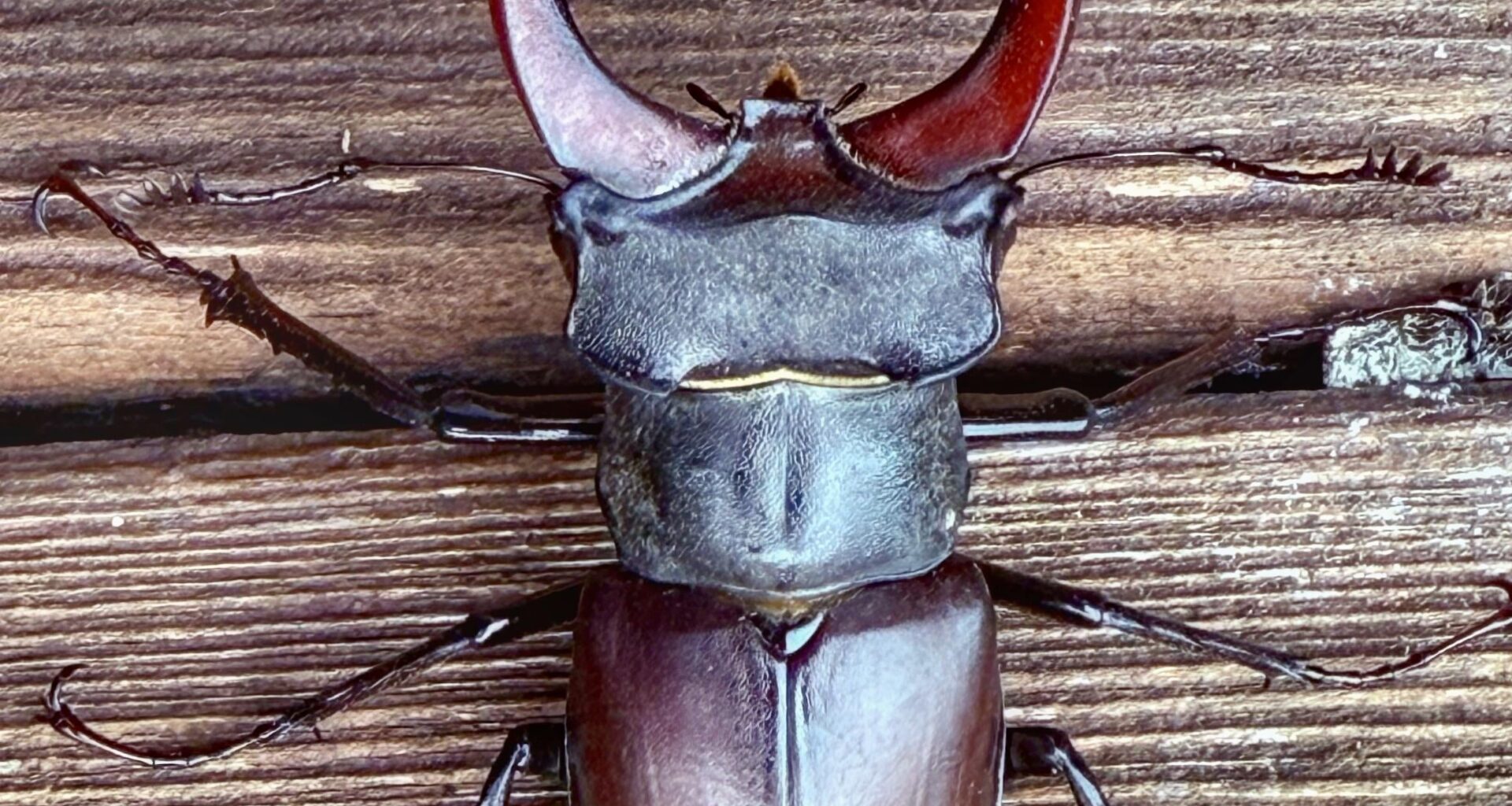 Lucanus cervus
