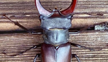 Lucanus cervus
