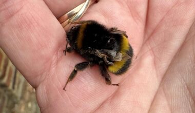 The tale of a bumblebee and a soft hearted human