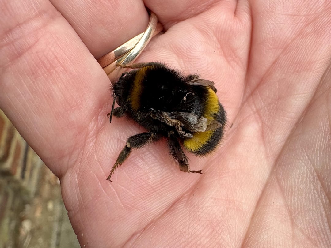 The tale of a bumblebee and a soft hearted human
