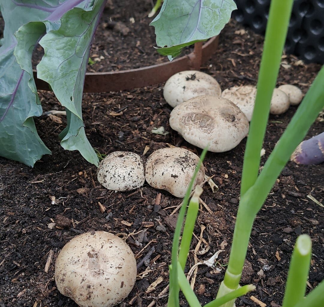 Champignons im Hochbeet?